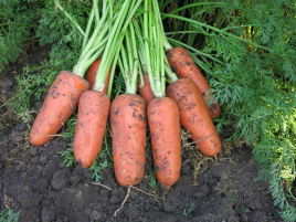 Морква Абако F1 / Abaco F1,110 днів купити оптом і в роздріб в Україні за вигідною ціною