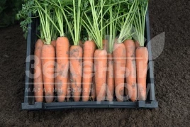 Семена моркови Берлин F1 / Berlin F1,113 дней купить оптом и в розницу в Украине по выгодной цене