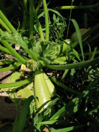 Насіння кабачків Ренді F1 (INX 5286)  / Rendi F1 (INX 5286),35-37 днів купити оптом і в роздріб в Україні за вигідною ціною