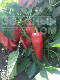 Насіння солодкого перцю Портека F1 / Porteca F1,70-75 днів купити оптом і в роздріб в Україні за вигідною ціною