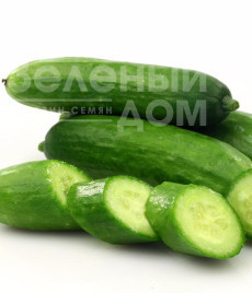 Насіння огірків Бейбі F1 / Baby F1,35-40 днів купити оптом і в роздріб в Україні за вигідною ціною