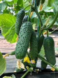 Насіння огірків Аскольд F1 / Askold F1 купити оптом і в роздріб в Україні за вигідною ціною