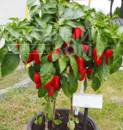 Насіння солодкого перцю Рела / Rela купити оптом і в роздріб в Україні за вигідною ціною