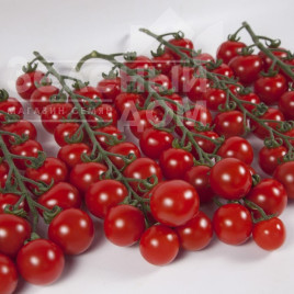 Насіння томатів Ітіро F1 (КС 4559 F1) / Іtiro F1 (KS 4559 F1),105-115 днів купити оптом і в роздріб в Україні за вигідною ціною