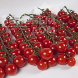 Насіння томату Ітіро F1 (КС 4559 F1) / Іtiro F1 (KS 4559 F1), 105-115 днів купити оптом і в роздріб в Україні за вигідною ціною