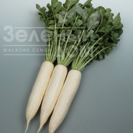 Насіння редьки Сноубьорд F1 / Snouberd F1, 60 днів купити оптом і в роздріб в Україні за вигідною ціною