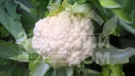 Семена капусты цветной Новария F1 / Novaria F1,75-80 дней купить оптом и в розницу в Украине по выгодной цене