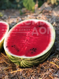 Насіння кавуна Балатон F1 / Balaton F1, 60-62 дні купити оптом і в роздріб в Україні за вигідною ціною