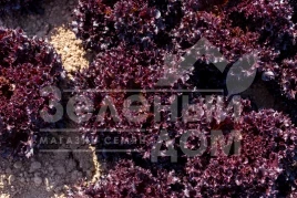 Семена салата Скамандер / Scamander купить оптом и в розницу в Украине по выгодной цене