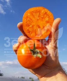 Семена томатов Батур F1 / Batur F1, 65-70 дней купить оптом и в розницу в Украине по выгодной цене