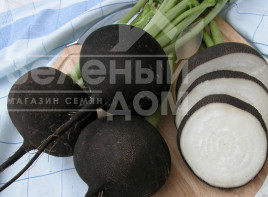 Насіння редьки Кулата / Kulata,110-115 днів купити оптом і в роздріб в Україні за вигідною ціною