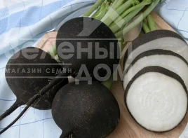 Насіння редьки Кулата / Kulata, 110-115 днів купити оптом і в роздріб в Україні за вигідною ціною