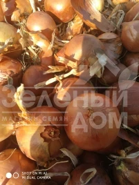 Лук репчатый Шанкар F1 (Калипсо F1) / Shankar F1 (Calypso F1), 120-125 дней купить оптом и в розницу в Украине по выгодной цене