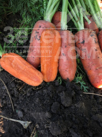 Насіння моркви Абако F1 / Abaco F1,110 днів купити оптом і в роздріб в Україні за вигідною ціною