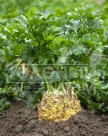 Семена сельдерея Президент / Presiden,130 дней купить оптом и в розницу в Украине по выгодной цене