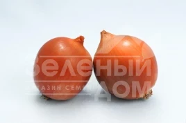 Лук репчатый Сталкер F1 / Stalker F1 (Стандарт +) купить оптом и в розницу в Украине по выгодной цене