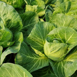 Насіння капусти білокачанної Росберг F1 / Rosberg F1, 47-50 днів купити оптом і в роздріб в Україні за вигідною ціною