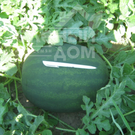 Насіння кавуна Лахат F1 / Lahat F1,70-75 днів купити оптом і в роздріб в Україні за вигідною ціною