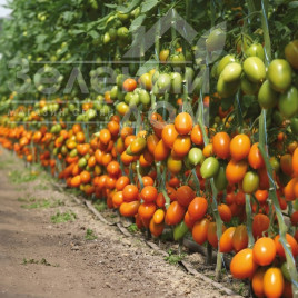 Насіння томатів Бенігара F1 (КС 1430 F1) / Benigara F1 (KS 1430 F1),105-115 днів купити оптом і в роздріб в Україні за вигідною ціною