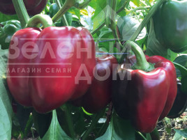 Насіння солодкого перцю Алміранте F1 / Almirante F1 купити оптом і в роздріб в Україні за вигідною ціною