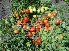 Семена томатов ВТ 053 F1 / BT 053 F1,80 дней купить оптом и в розницу в Украине по выгодной цене