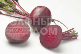 Насіння буряка Зеппо F1 / Zeppo F1,60-70 днів купити оптом і в роздріб в Україні за вигідною ціною