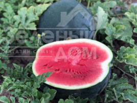 Насіння кавуна Маніса F1 / Manisa F1 купити оптом і в роздріб в Україні за вигідною ціною