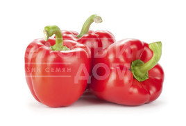 Насіння солодкого перцю Актор F1 / Aktor F1 купити оптом і в роздріб в Україні за вигідною ціною