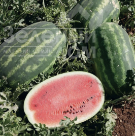 Насіння кавуна Хала F1 / Hala F1, 65-70 днів купити оптом і в роздріб в Україні за вигідною ціною