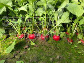 Насіння редису Бодіам F1 / Bodiam F1, 20-25 днів купити оптом і в роздріб в Україні за вигідною ціною