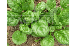 Насіння шпинату Монорес / Monores,30-40 днів купити оптом і в роздріб в Україні за вигідною ціною