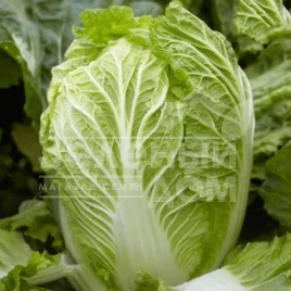 Семена капусты пекинской Марио F1 / Mario F1,62-65 дней купить оптом и в розницу в Украине по выгодной цене