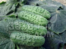 Семена огурцов Алице F1 / Alice F1 купить оптом и в розницу в Украине по выгодной цене