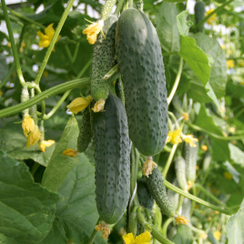 Насіння огірків Атаман F1 / Ataman F1,41-46 днів купити оптом і в роздріб в Україні за вигідною ціною