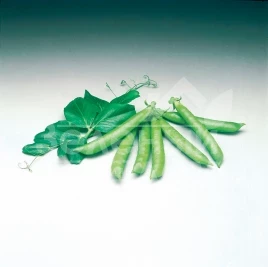 Семена гороха Сомервуд / Somerwood,65 дней купить оптом и в розницу в Украине по выгодной цене