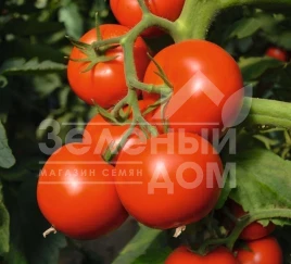 Семена томатов Тойво F1 / Toivo F1,70-75 дней купить оптом и в розницу в Украине по выгодной цене