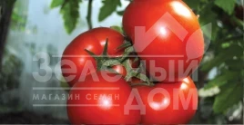 Семена томатов Панекра F1 / Panekra F1,58-60 дней купить оптом и в розницу в Украине по выгодной цене
