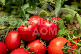 Насіння томатів Джеральдіна F1 / Dzheraldina F1, 60–65 днів купити оптом і в роздріб в Україні за вигідною ціною