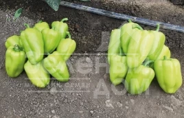 Семена сладкого перца Иветта F1 / Ivetta F1 купить оптом и в розницу в Украине по выгодной цене