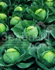 Семена капусты белокочанной Атрия F1 / Atria F1, 115-120 дней купить оптом и в розницу в Украине по выгодной цене