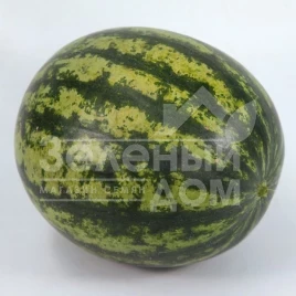 Семена арбуза КС 633 F1 / KS 633 F1, 65-68 дней купить оптом и в розницу в Украине по выгодной цене