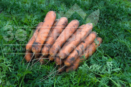 Насіння моркви Номанітор F1 / Nominator F1,96 днів купити оптом і в роздріб в Україні за вигідною ціною