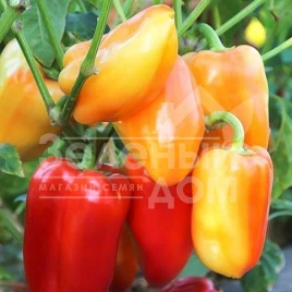 Семена сладкого перца Барби F1 / Barbie F1,62-65 дней купить оптом и в розницу в Украине по выгодной цене