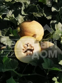 Семена дыни Дайана (INX 1097) F1 / Dayana (INX 1097) F1,62 дней купить оптом и в розницу в Украине по выгодной цене