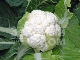 Семена капусты цветной Скайвокер F1 / Skywalker F1,90 дней купить оптом и в розницу в Украине по выгодной цене