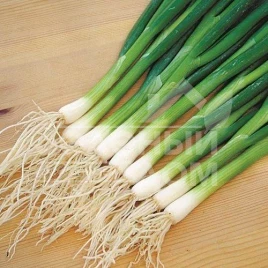 Лук на перо Карел / Karel купить оптом и в розницу в Украине по выгодной цене
