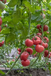 Семена томатов Эстет F1 / Estet F1 купить оптом и в розницу в Украине по выгодной цене