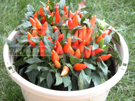 Насіння гіркого перцю Оранета / Oraneta купити оптом і в роздріб в Україні за вигідною ціною
