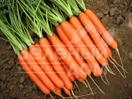 Семена моркови Романс F1 / Romans F1 купить оптом и в розницу в Украине по выгодной цене