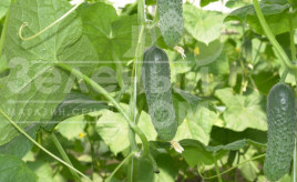 Насіння огірків Мірабелл F1 / Mirabelle F1,40-45 днів купити оптом і в роздріб в Україні за вигідною ціною